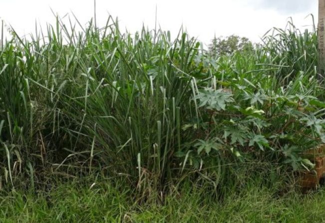 Projeto de Lei prevê aumento de 100% no valor da multa para terrenos com mato alto